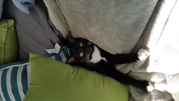 /Images/uploads/Humane Society of Utah/HSUCalendar/entries/1576thumb.jpg